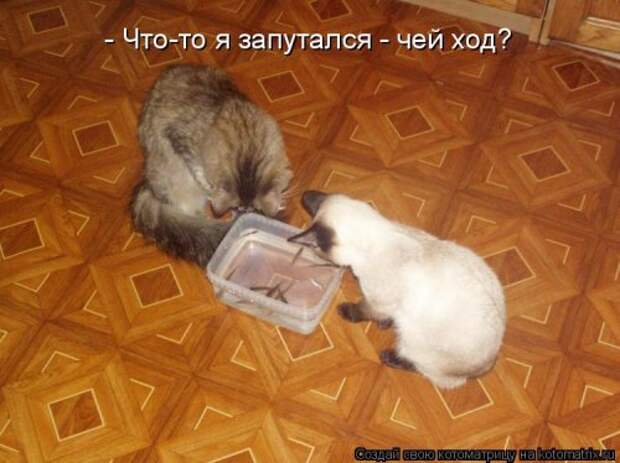 Новая котоматрица для всех! (34 фото)