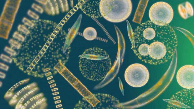 Фитопланктон