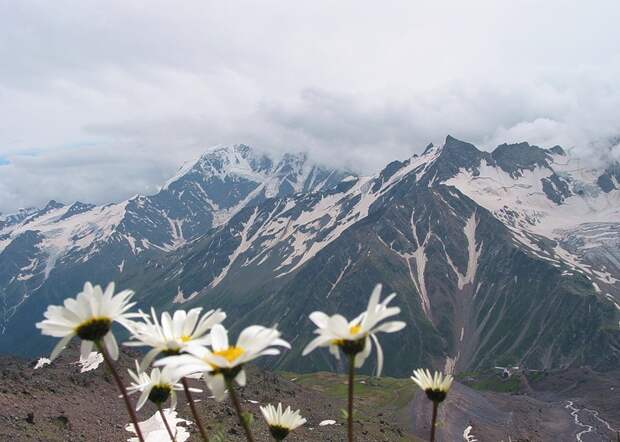 Привет, ромашки!