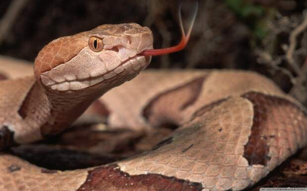 Австралия : Коричневая змея съела черную