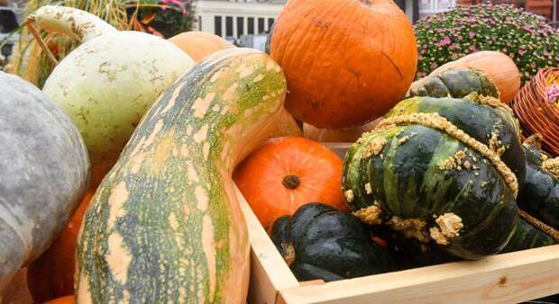 Плоды привозят фермеры из Нижегородской, Орловской, Рязанской, Тамбовской, Липецкой и других областей. Фото: Сергей Киселев/Агентство