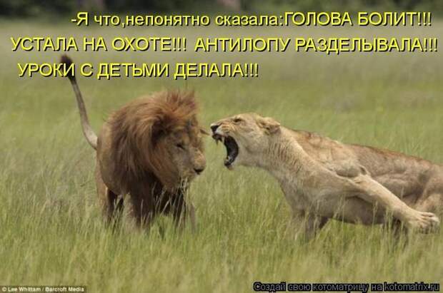 Котоматрицы