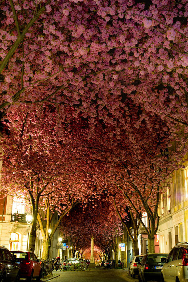 Улица г. Бонн, Германия красивые места, красота, невероятные места, фото