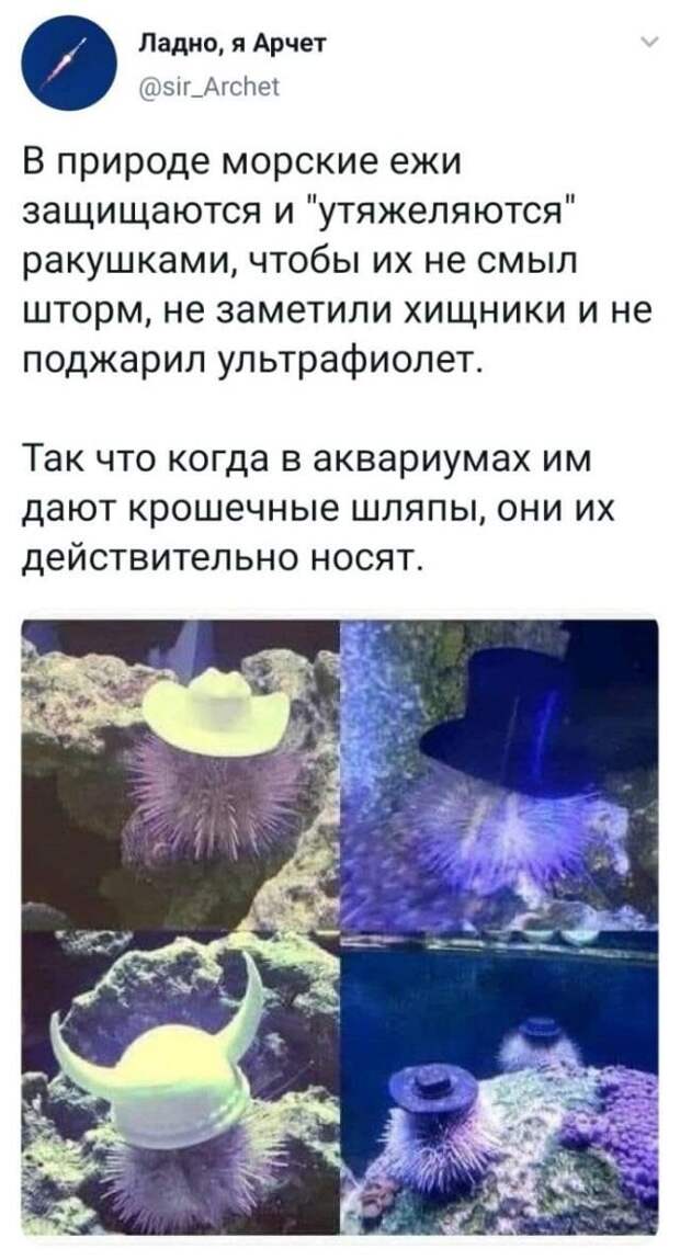 Скрины из соцсетей