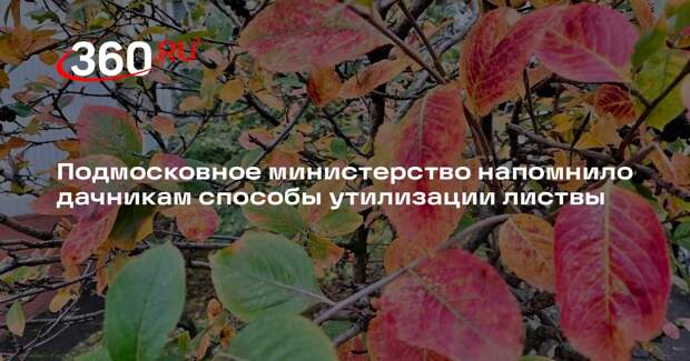 Подмосковное министерство напомнило дачникам способы утилизации листвы