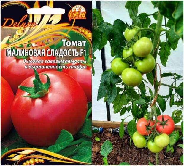 томат малиновая сладость