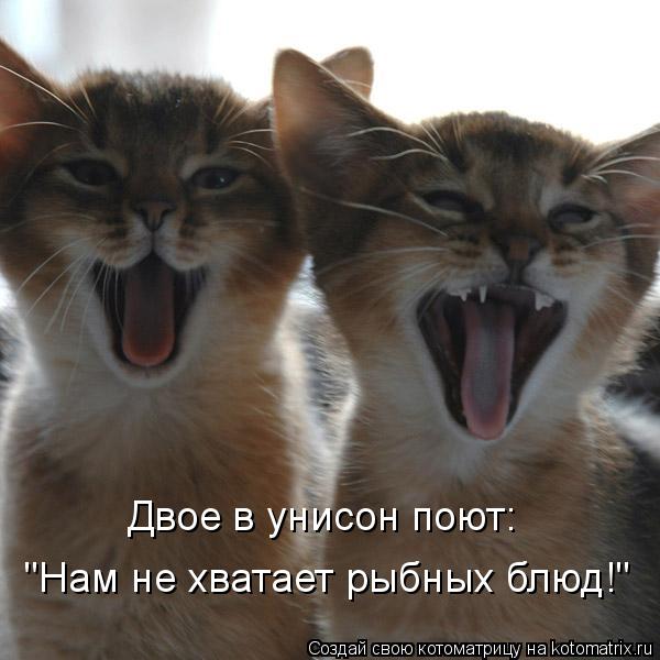 Котоматрица: "Нам не хватает рыбных блюд!" Двое в унисон поют: