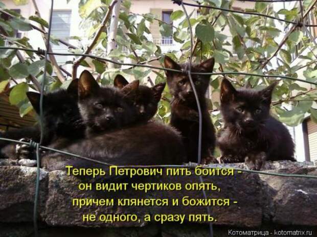Котоматрицы (картинки с надписями)