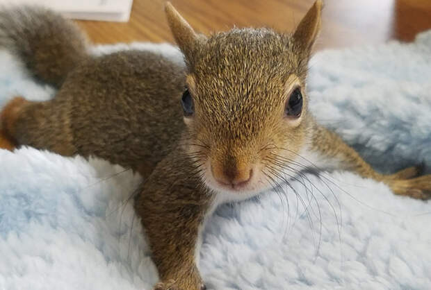 Милота :-)