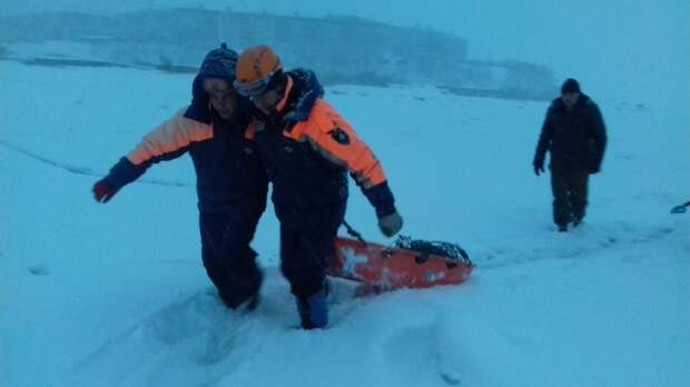 На Камчатке спасли детеныша нерпы, на которого напали бродячие собаки