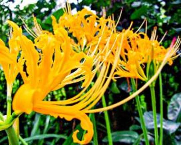 Ликорис (Lycoris aurea)