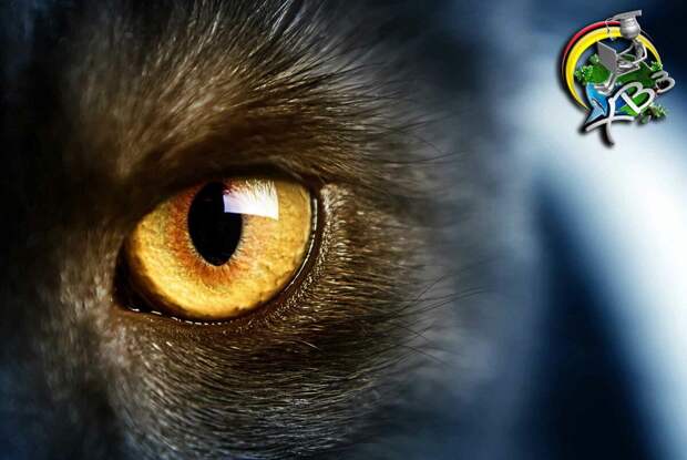 Кошки. Фелинология - наука о кошках. Что скрывает кошачий глаз.