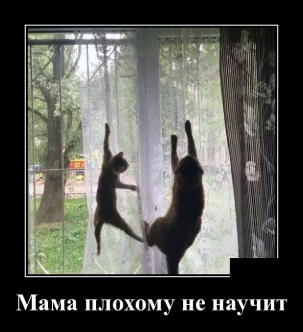 Демотиваторы