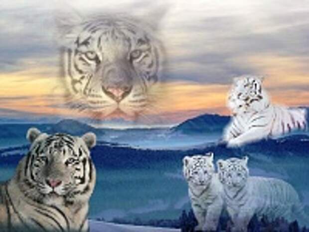 Белые тигры 31