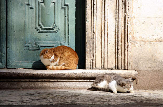 Как живут уличные коты в других странах мира