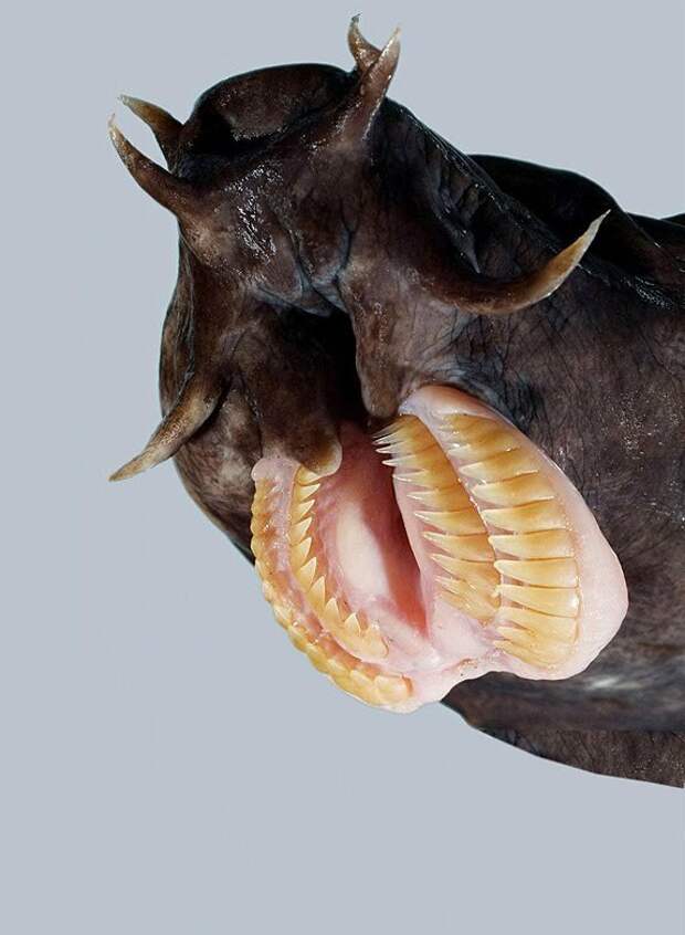 Водяные черви миксины