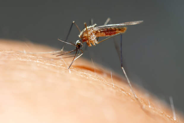 Эксперт перечислил симптомы лихорадки чикунгунья