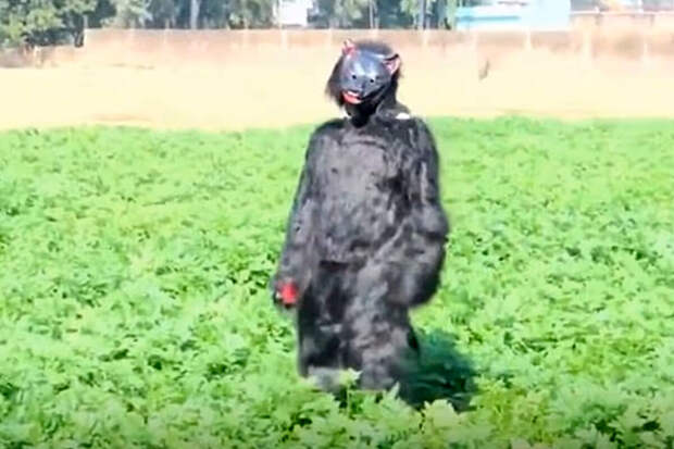 Daily Mail: в Индии фермеры борются с обезьянами с помощью костюмов медведей