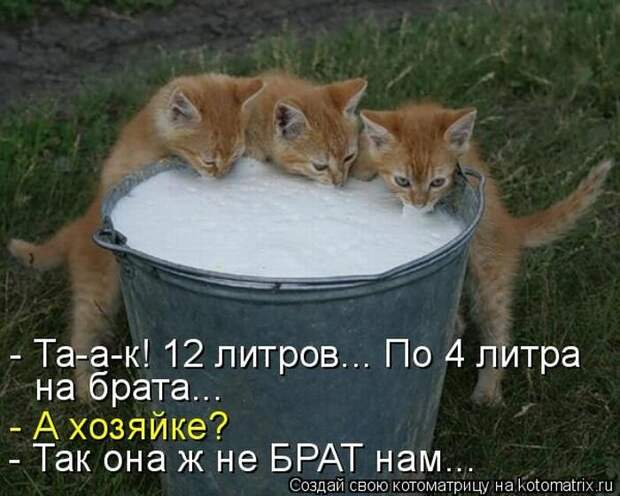 Эти забавные коты. Чтобы вы улыбнулись)