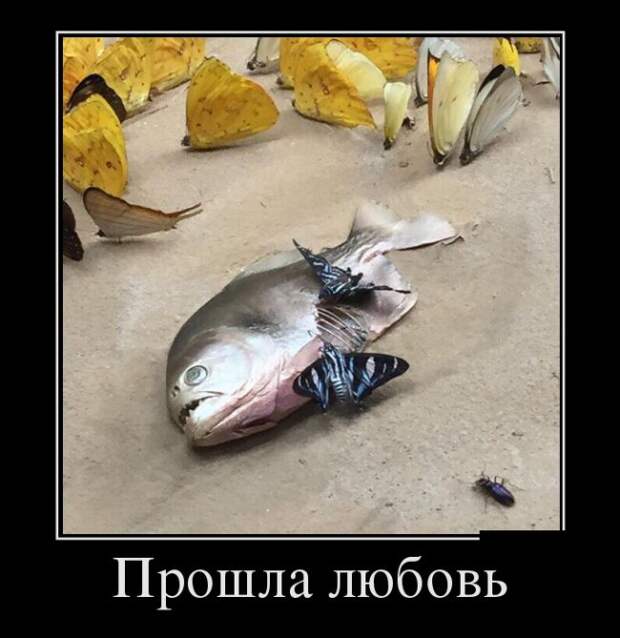 Демотиваторы (30 фото)