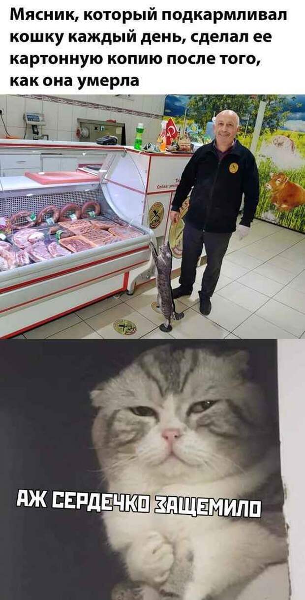 Память о пушистом друге