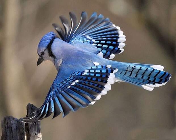 Most-beautiful-bird