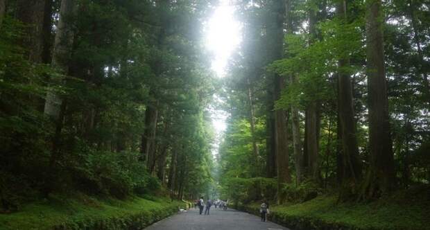 Cedar avenue nikko 1 2