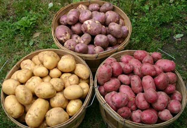 Картинки по запросу хороший урожай картофеля