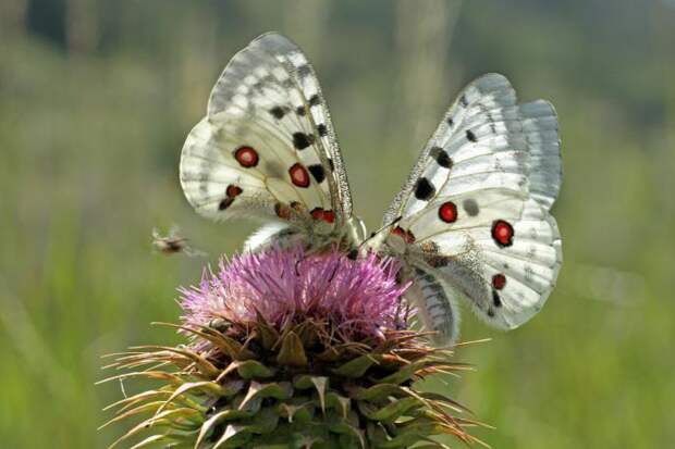 Бабочка аполлон: интересные факты и описание