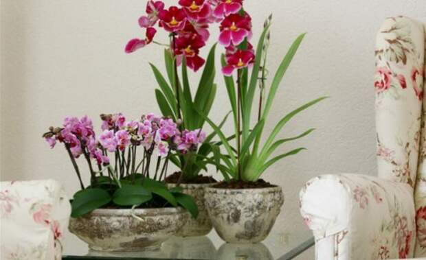 Одомашненные орхидеи