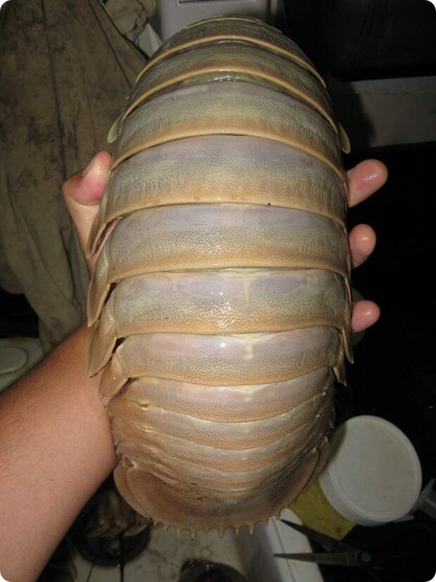 Гигантские изоподы (лат. Bathynomus giganteus)