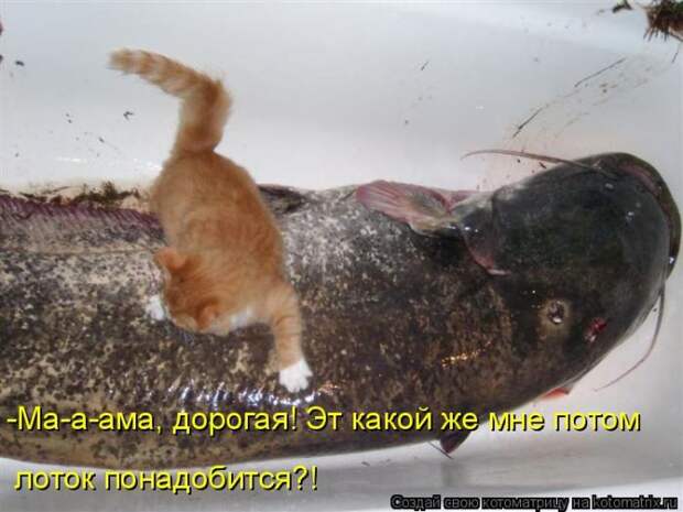 Лучшие котоматрицы недели (50 фото)