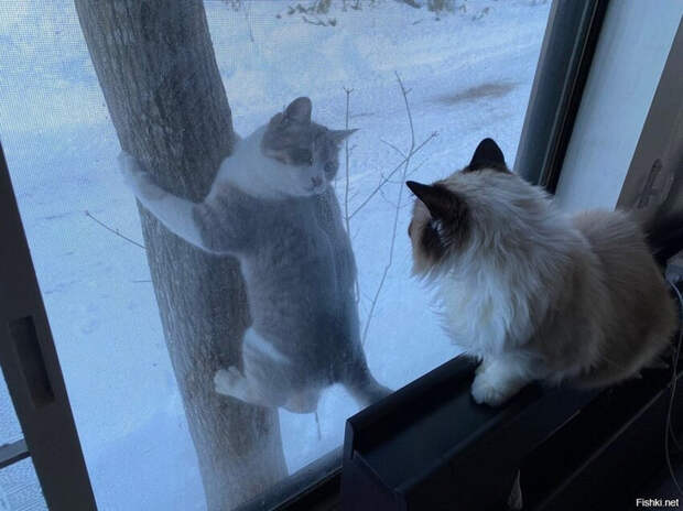 ab42b6ade11635fcd3ac5999a8a93677 (700x524, 322Kb)