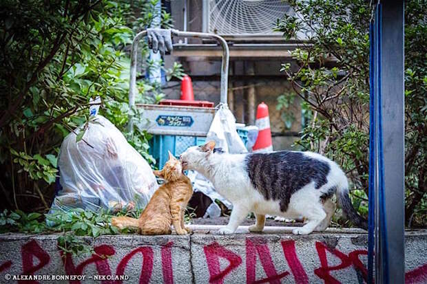 Бродяги кошки, фоторепортаж, япония