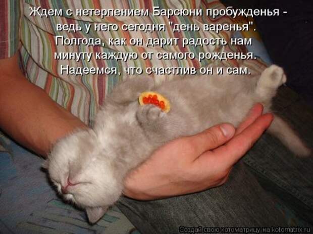 Котоматрица на Бугаге (33 фото)