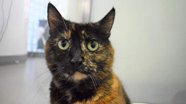 Старейшая в мире кошка отпраздновала 30-летие