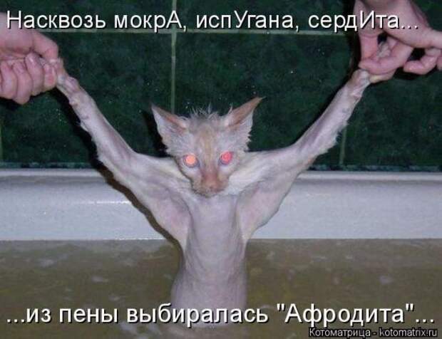 Котоматрицы(картинки с надписями)