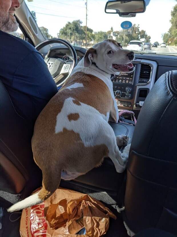 Bigpicture.ru забавных фото с животными, которые гарантированно поднимут вам настроение