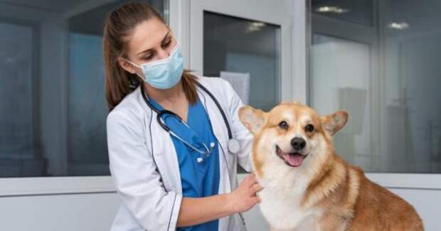 Симптомы незаметны, но это смертельно: чем может заразить собаку клещ