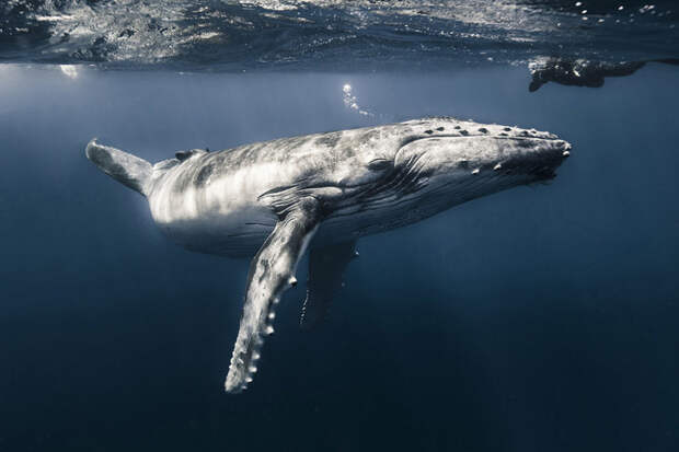 Маленького такого, 6-тонного китенка запечатлел Кристоф Лапез (Christophe Lapeze) во Французской Полинезии Underwater Photographer of the Year, животные, под водой, фото