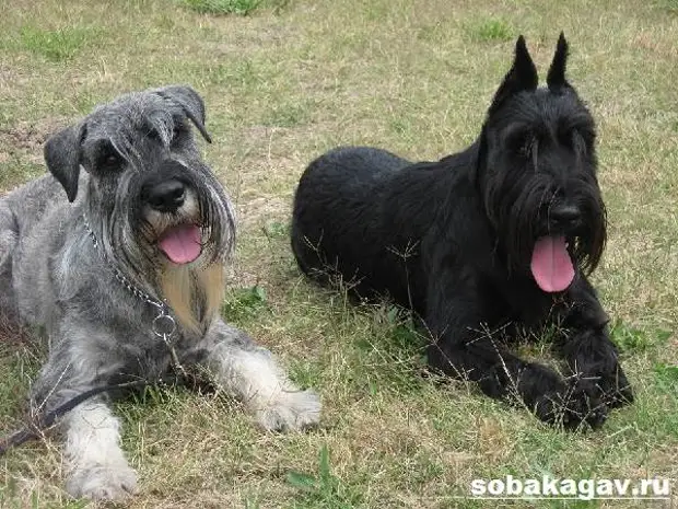 Миттельшнауцер собака. Описание, особенности, уход и цена миттельшнауцера