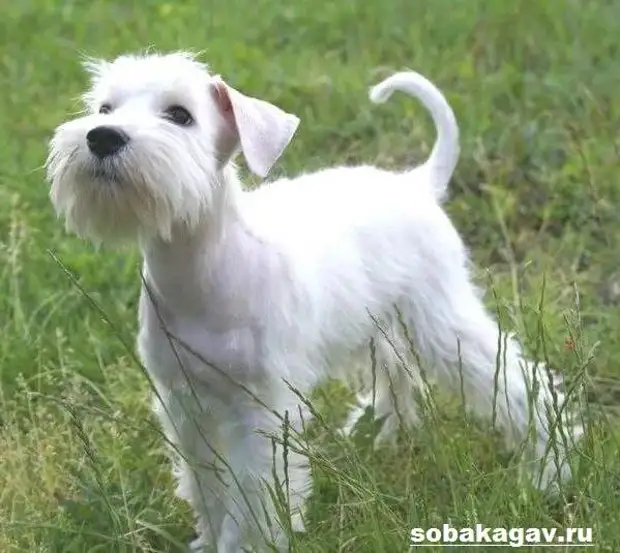 Цвергшнауцер собака. Описание, особенности, уход и цена цвергшнауцера