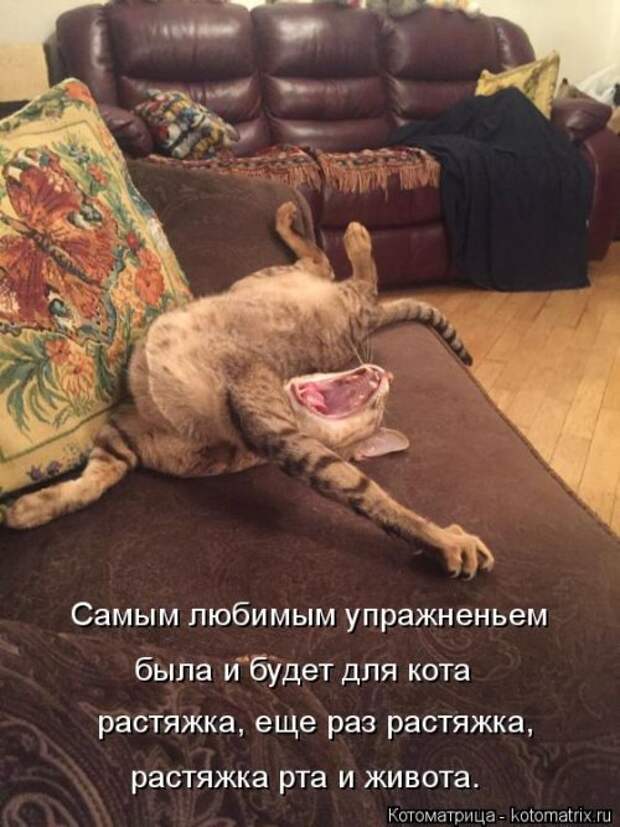 Свежая котоматрица на Бугаге (37 фото)