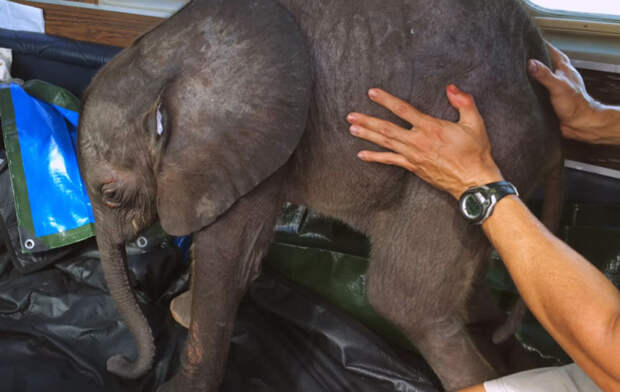 Родная стая бросила малышку Мойо, и спасатели нашли ее в окружении голодных гиен животные, слоненок