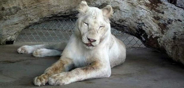 Rescue lions love kahn sheila in sync exotics 1