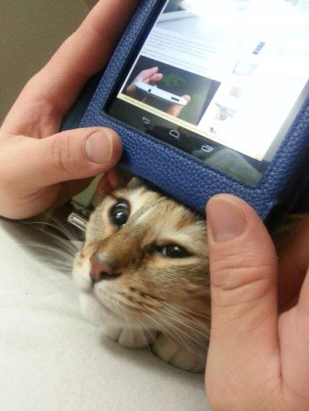 Назойливые коты (43 фото)