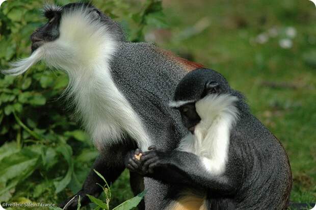 Роловейская мартышка (лат. Cercopithecus roloway)