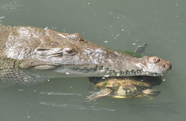 Крокодилы. Интересные факты 2 животные, интересно знать, крокодил, факты