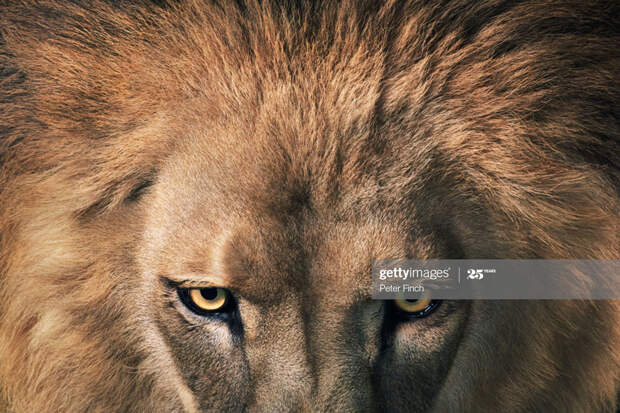Lion-Leader Lion-Leader