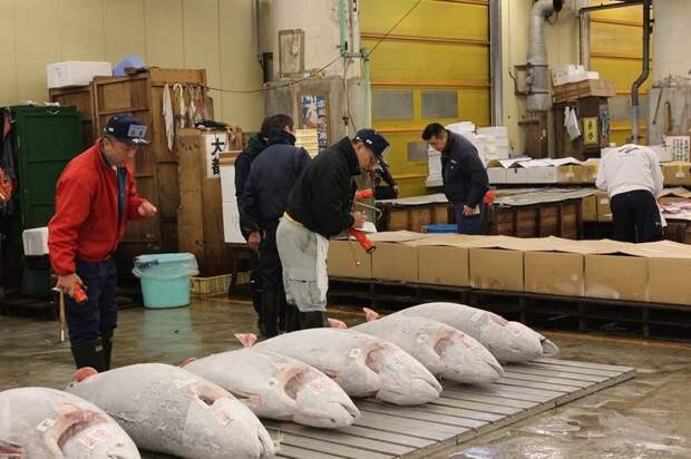 Самый большой рыбный рынок в мире интересное, рынок, япония